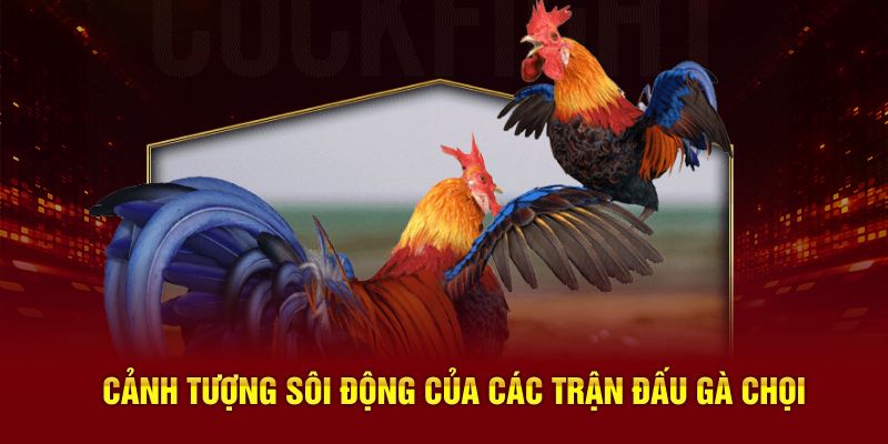 Cảnh tượng sôi động của các trận đấu gà chọi